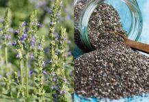 Chia seeds: चिया बीज मोटापा करे कम,बढ़ाए चेहरे का नूर,बनाएं इसे आहार का हिस्सा
