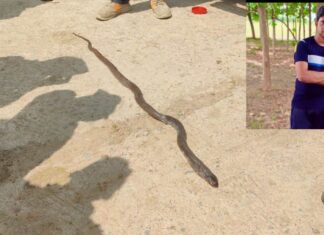Serpent’s revenge: नाग को मारा तो युवक के पीछे पड़ गई नागिन,और फिर कुछ ऐसा हुआ..